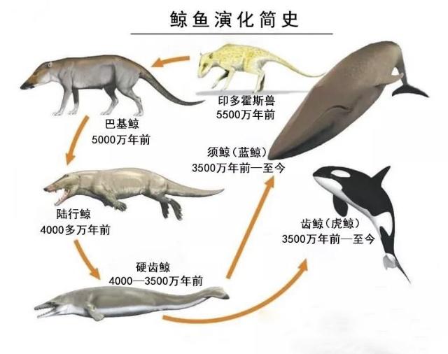 鲸的祖先，探索海洋巨兽的演化历程